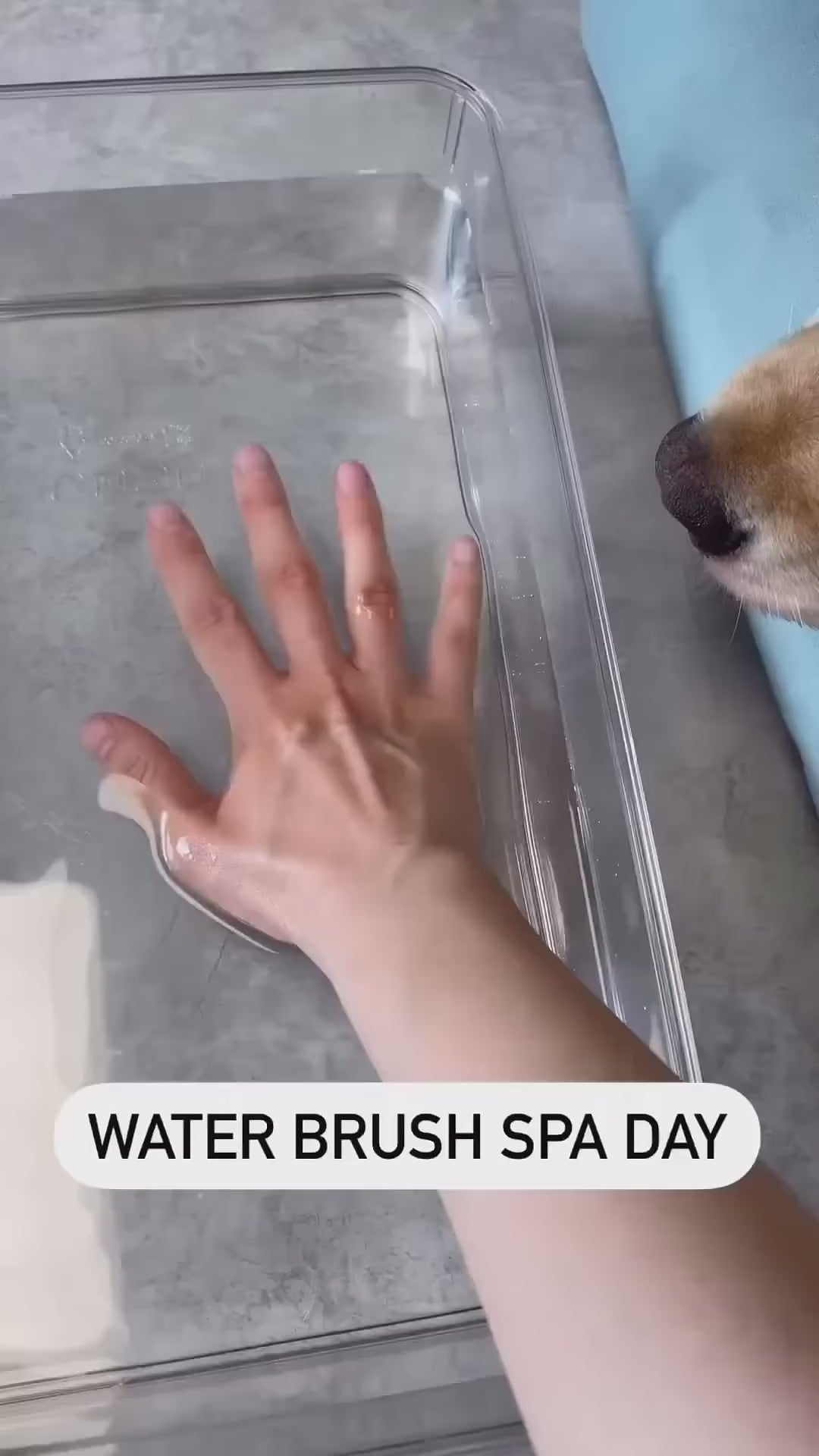 Steam Brush for Dog/Cat